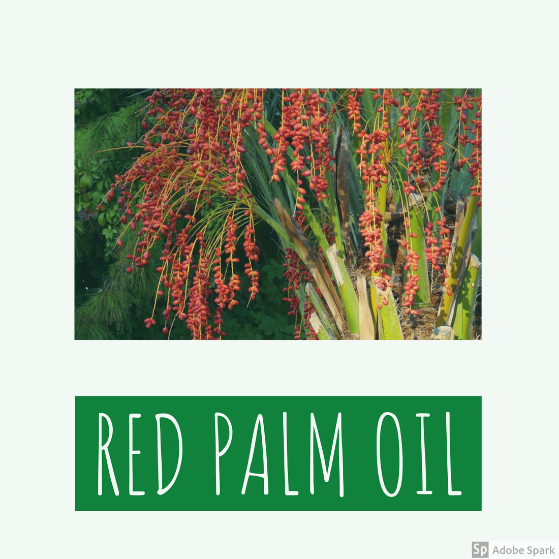 Red Palm Oil